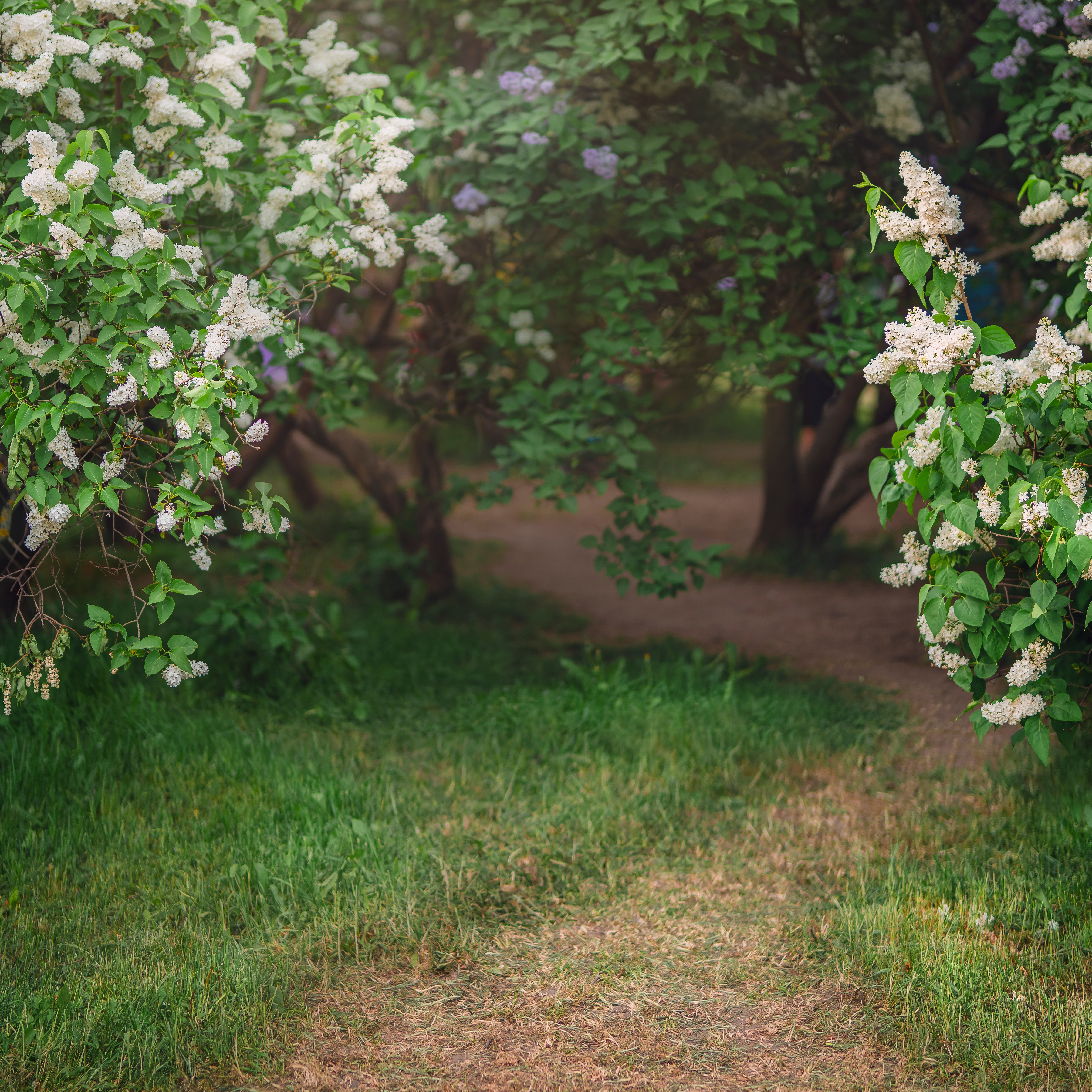 Buske Omnia Garden Syrén Vit 20-40 cm Krukodlade