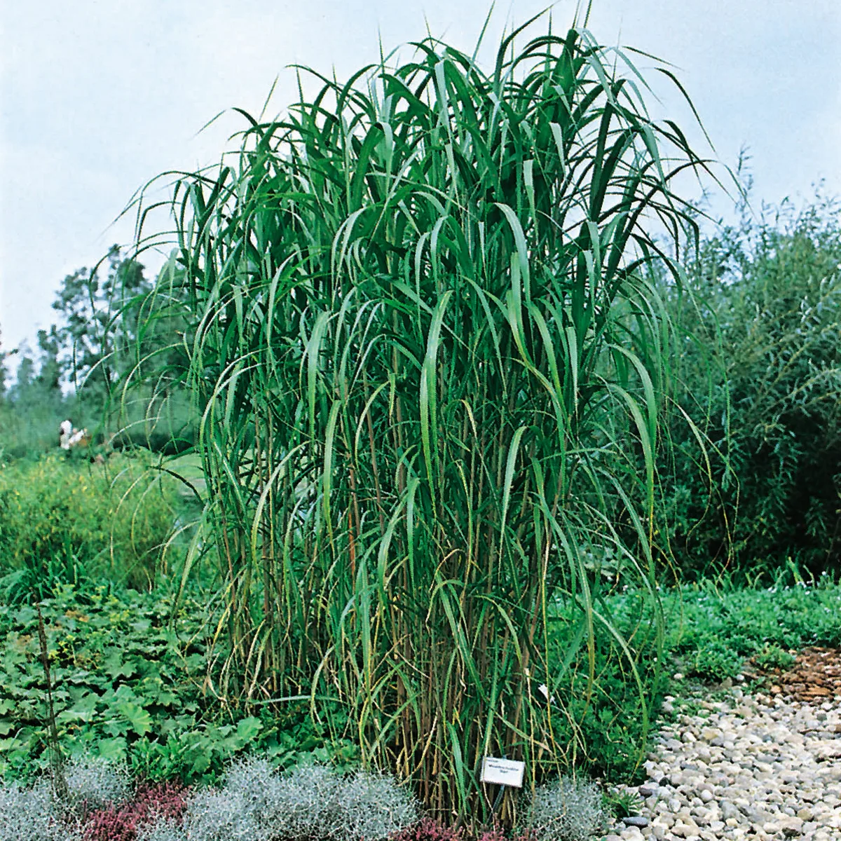 Miscanthus 'Giganteus', 5 L 1-pack