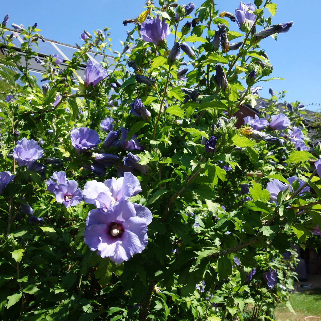 Prydnadsbuske Omnia Garden Frilandshibiskus Marina 70-80cm