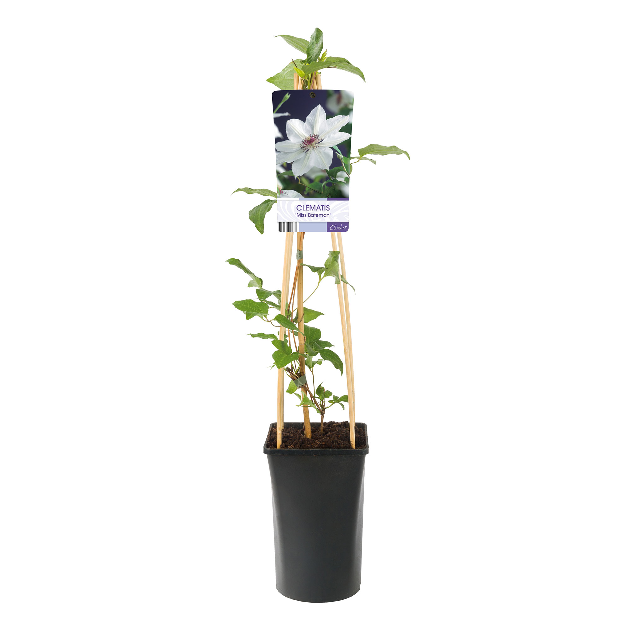 Klätterväxt Vit Patens Klematis Omnia Garden 40-60 cm