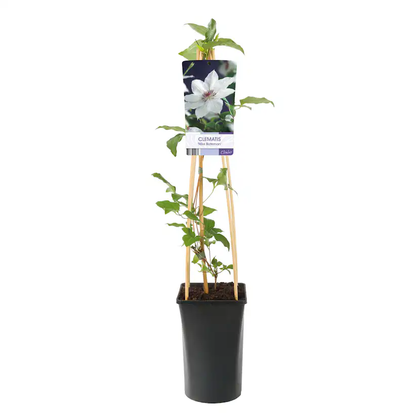 Klätterväxt Vit Patens Klematis Omnia Garden 40-60 cm