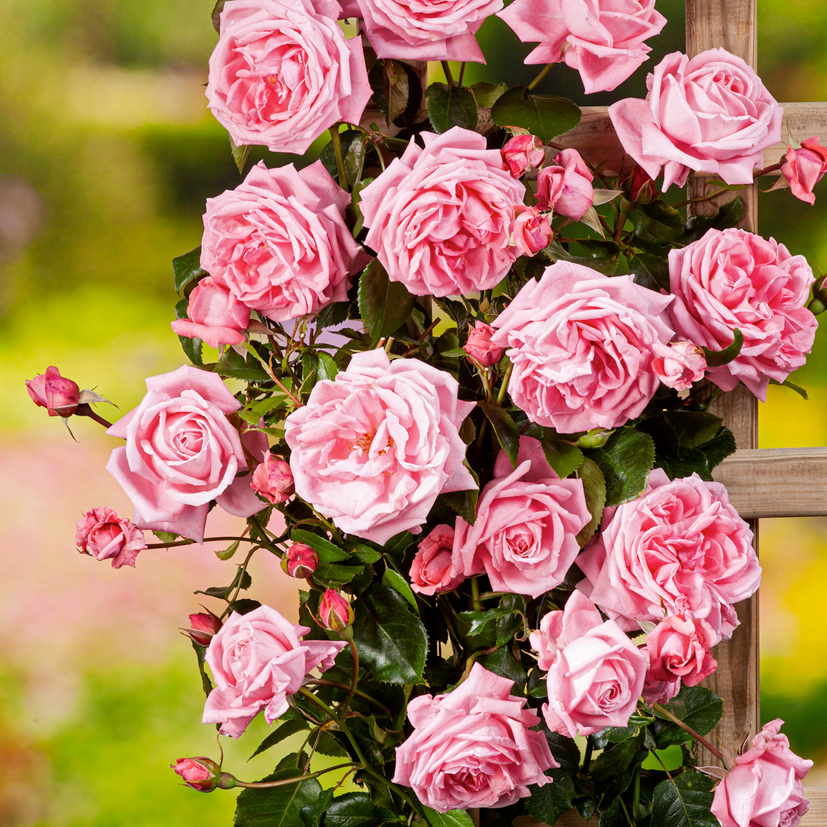 Klätterros Omnia Garden Coral Dawn