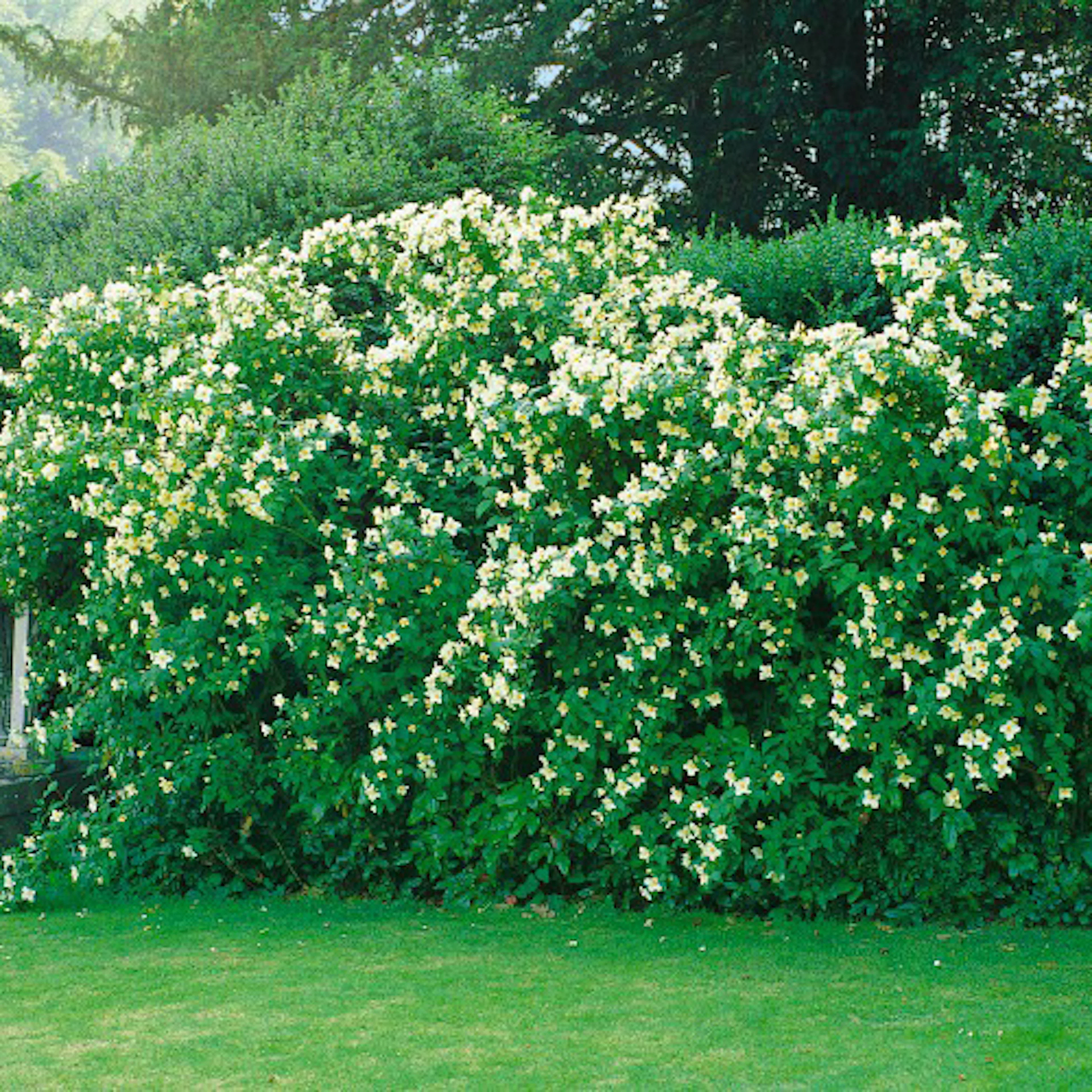 Buske Omnia Garden Smultronschersmin 30-50 cm