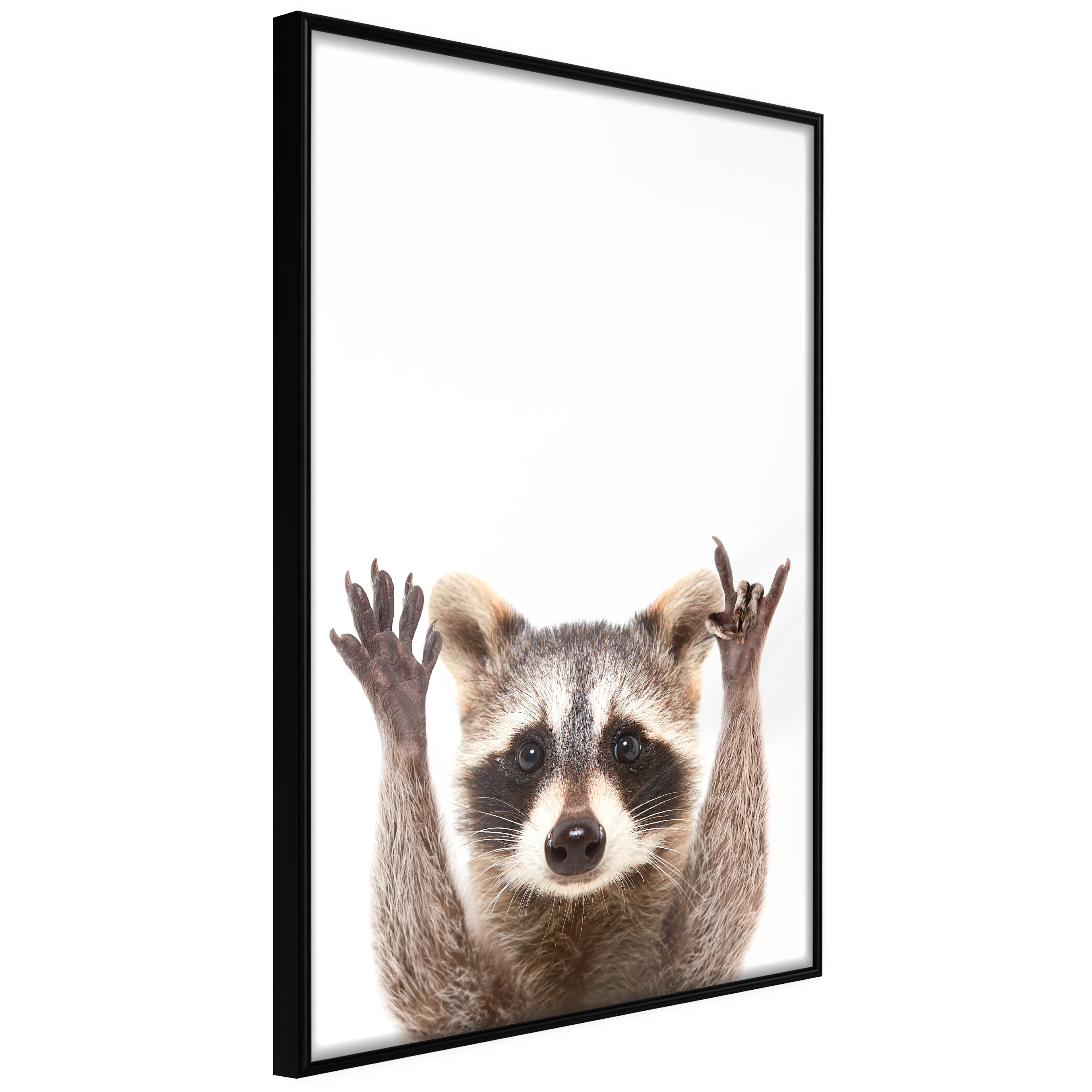 Affisch - Raccoon [Poster] 20x30 Svart ram, 20x30 cm