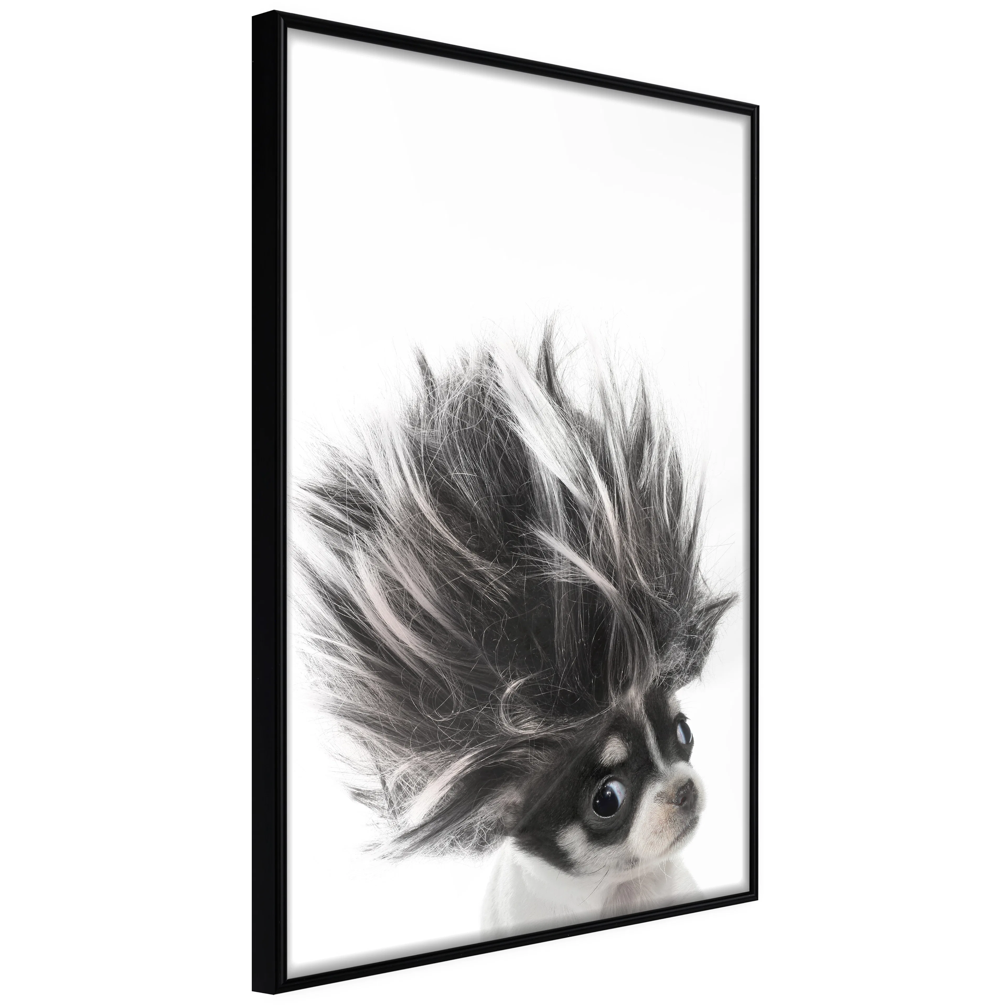 Affisch - Chihuahua [Poster] 20x30 Svart ram, 20x30 cm