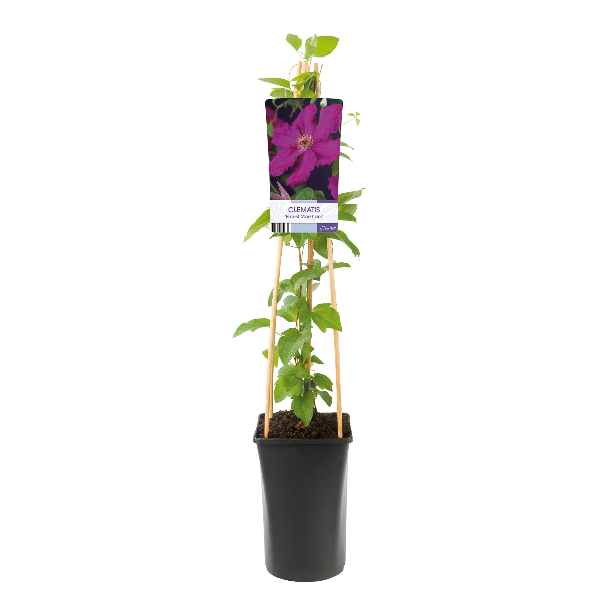 Klätterväxt Storblommig Klematis Omnia Garden Ernest Markham 40-60 cm