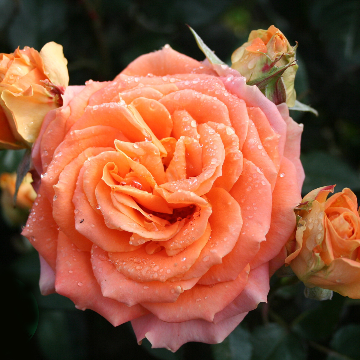 Storblommig Rabattros Omnia Garden Flora Danica