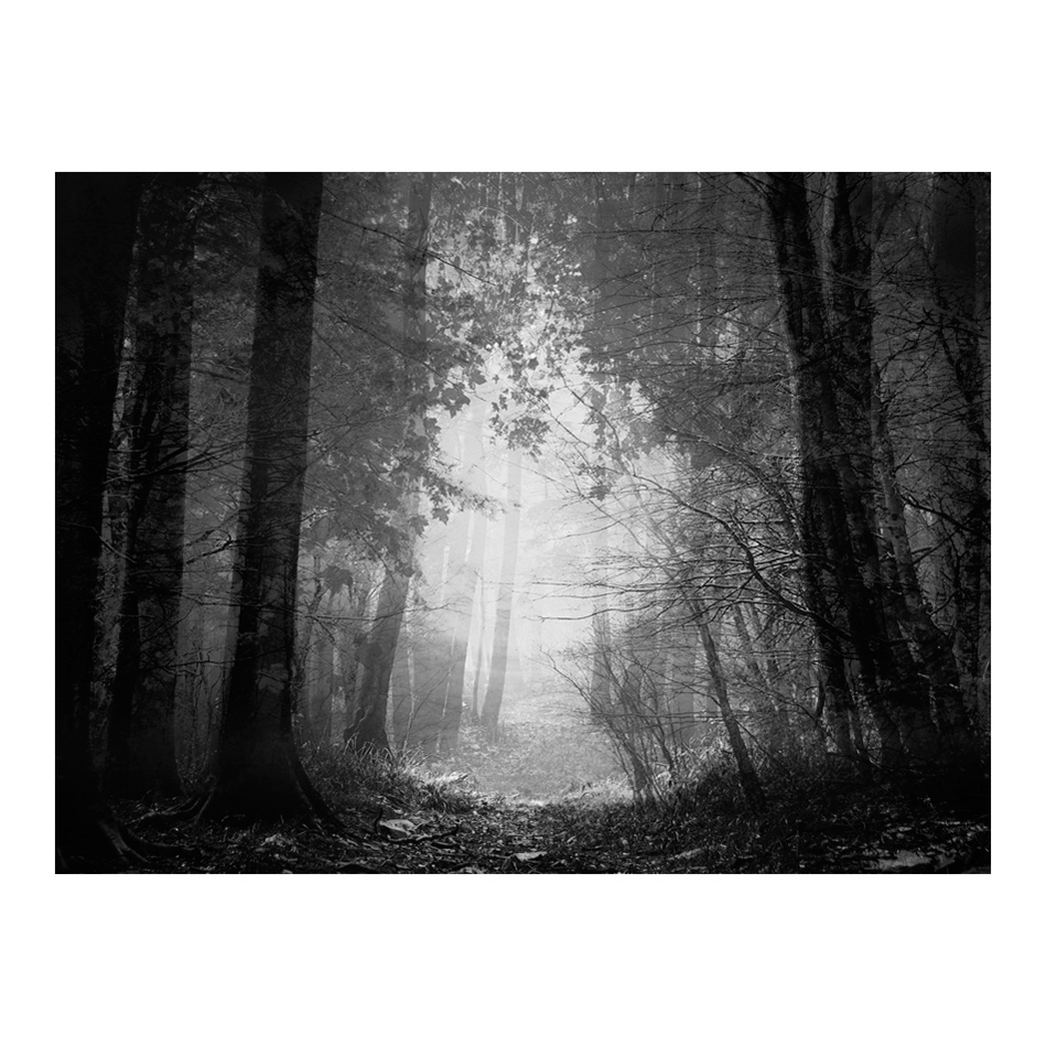 Forest of Shadows 400x309 Storlek: 400x309 cm