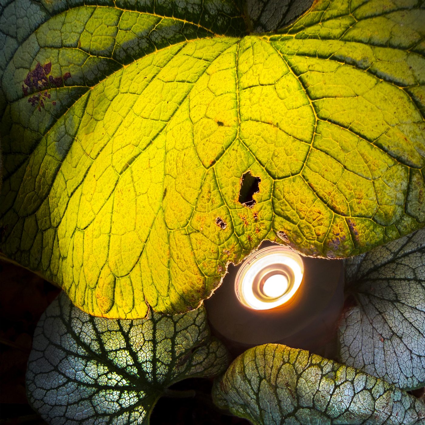 Markspot LightsOn Luminus