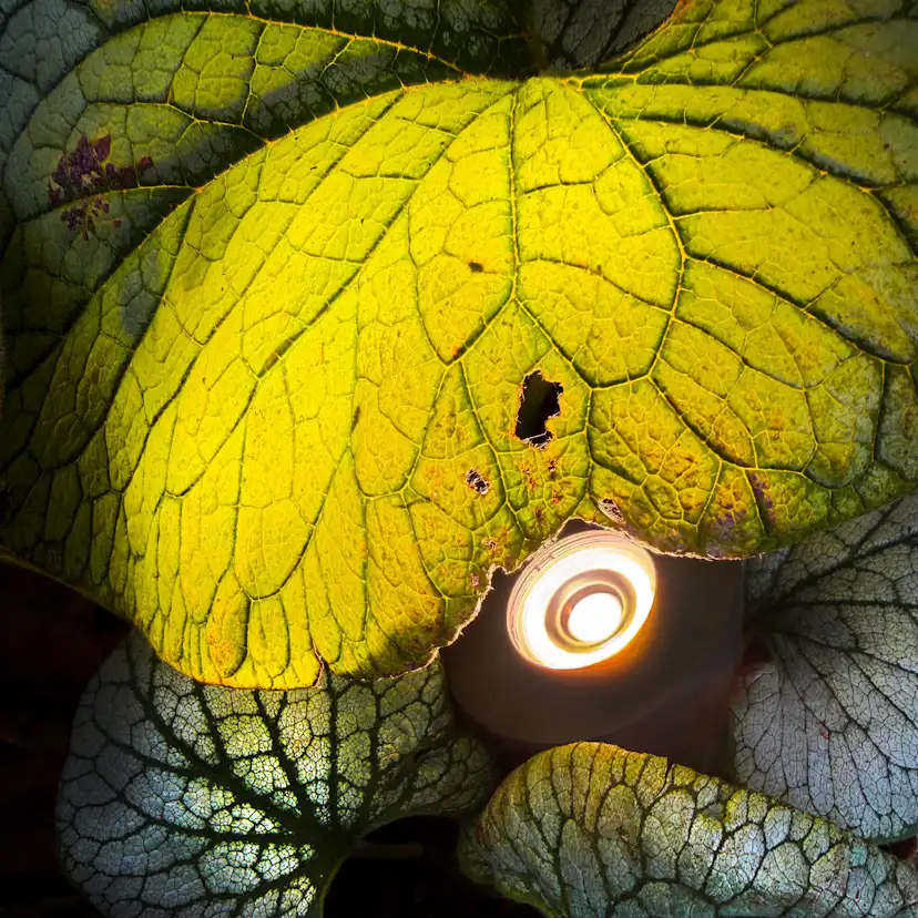 Markspot LightsOn Luminus