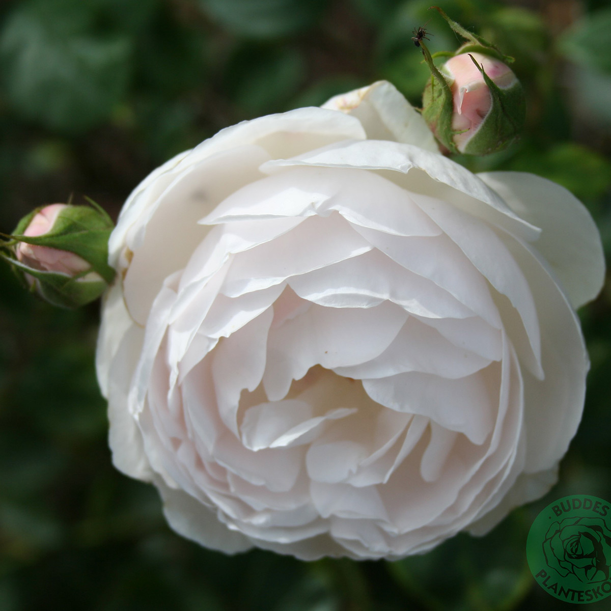 Flerblommig Buskros Omnia Garden Desdemona