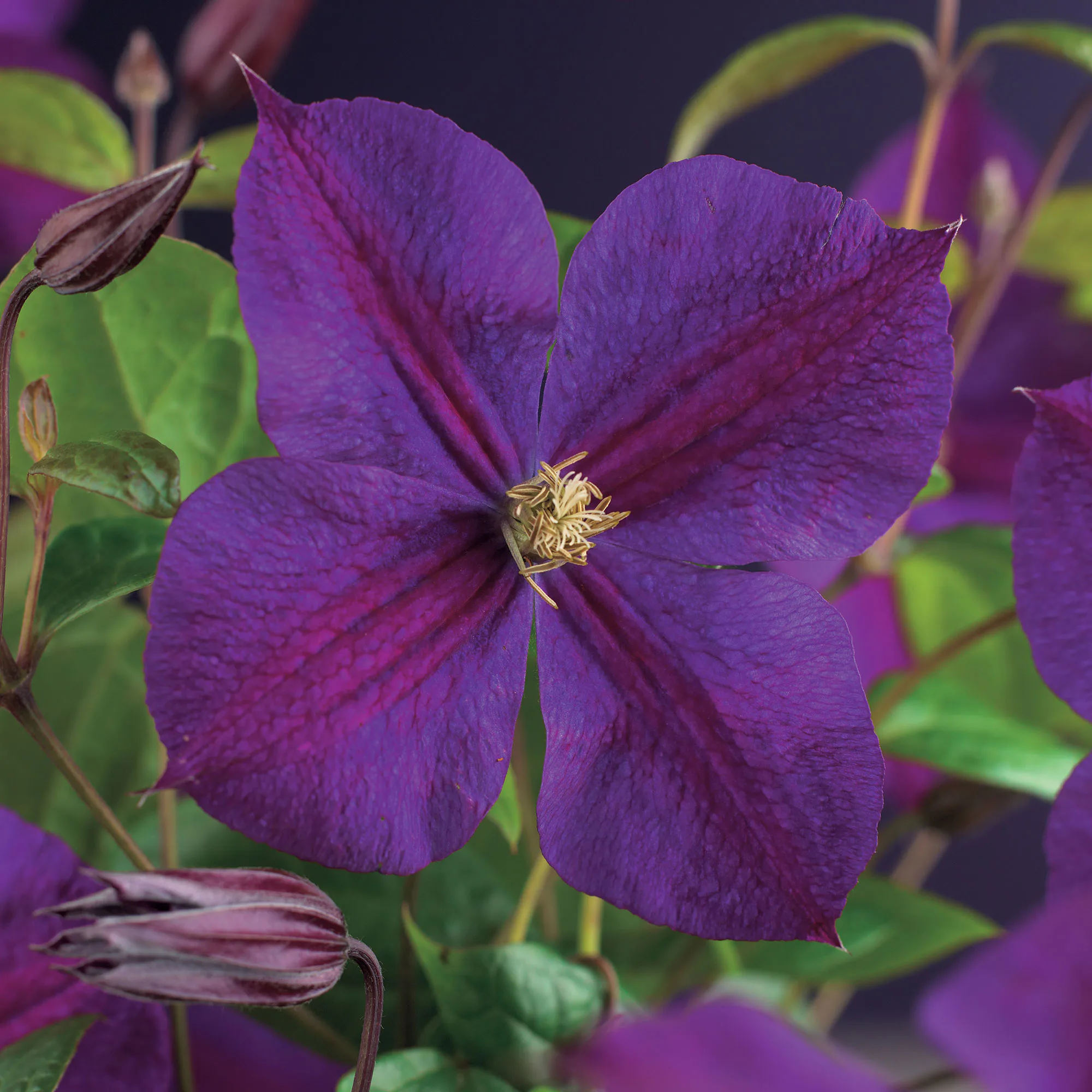 Klätterväxt Klematis Omnia Garden Star of India 40-60 cm