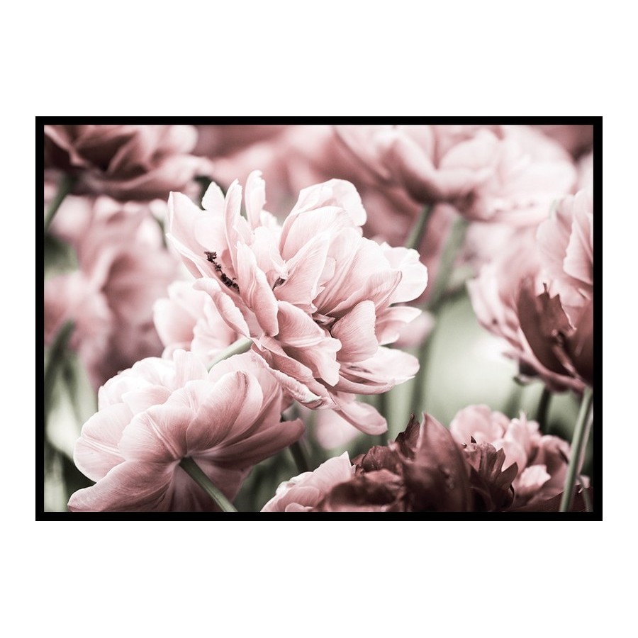 Poster Gallerix Pink Tulip