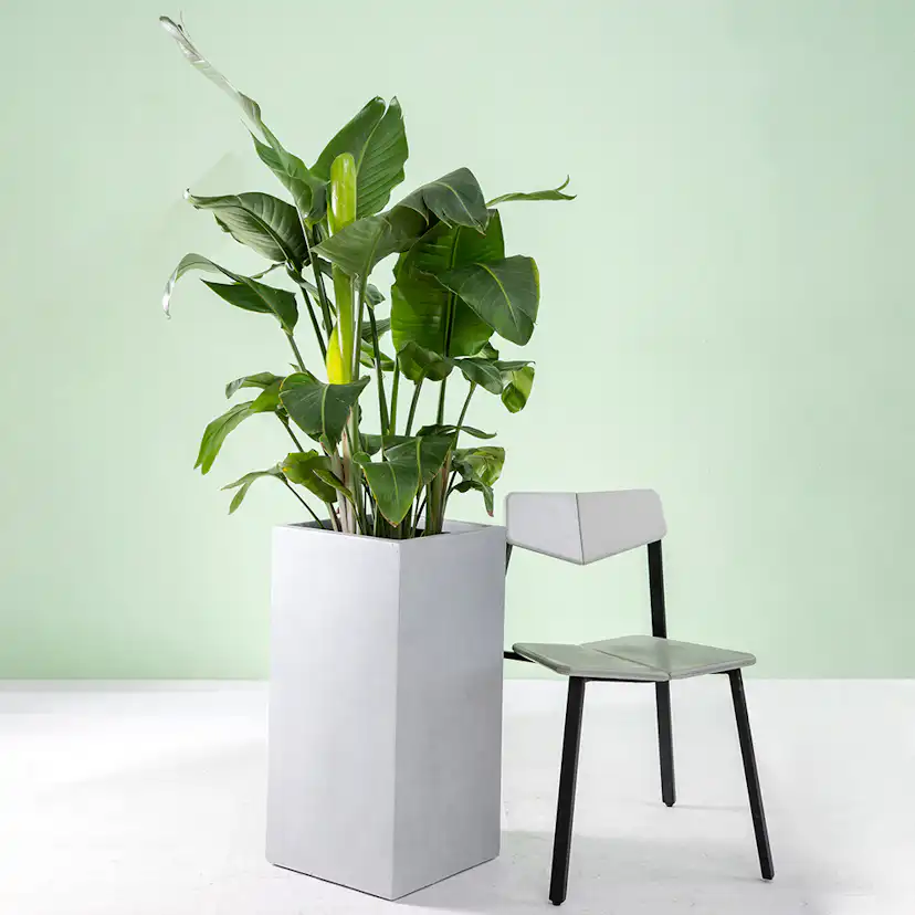 Kruka Lyfco Fyrkantig Hög Ljusgrå 1-pack 44 x 44 x 101 cm