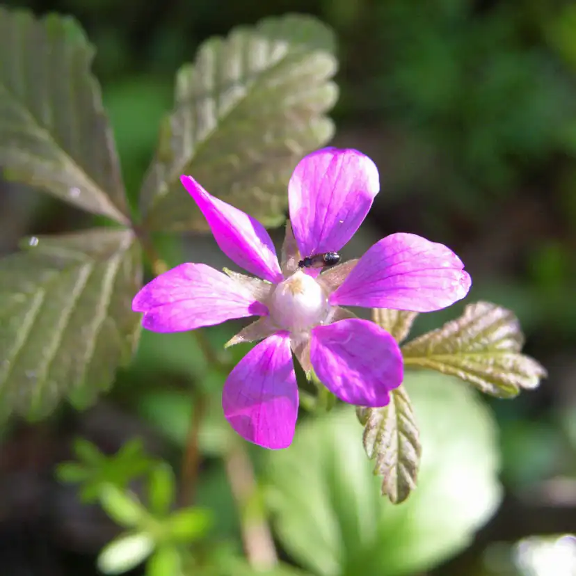 Bärbuske Omnia Garden Allåkerbär Stellarcticus Anna