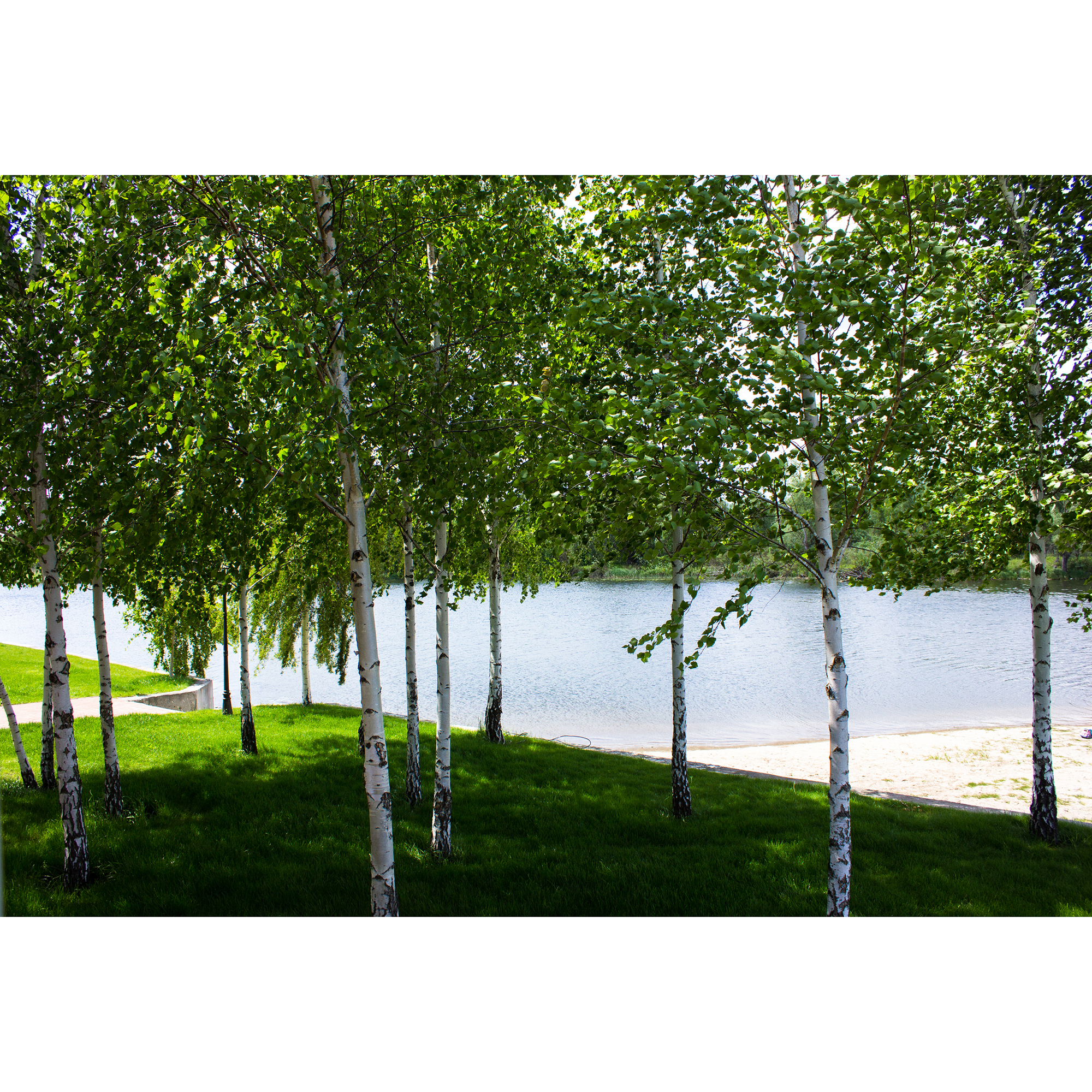 Högstamsträd Omnia Garden Vårtbjörk, Alléträd 300-400 cm för Trädgård & Utemiljö