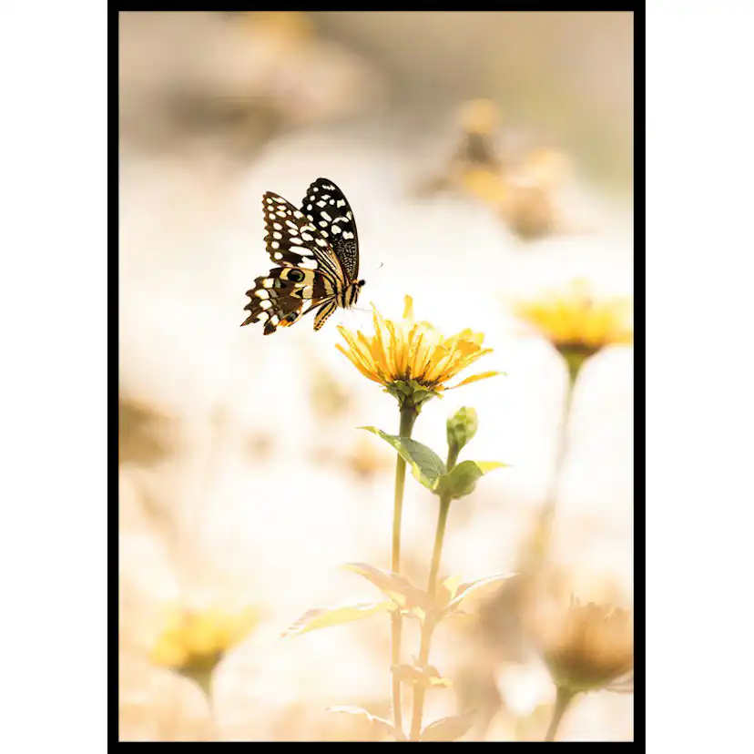 Poster Gallerix Butterfly Bliss