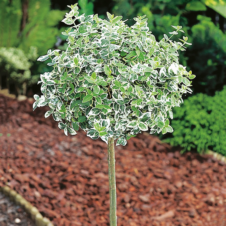 Prydnadsträd Klätterbenved Vitbrok Omnia Garden 80-90 cm