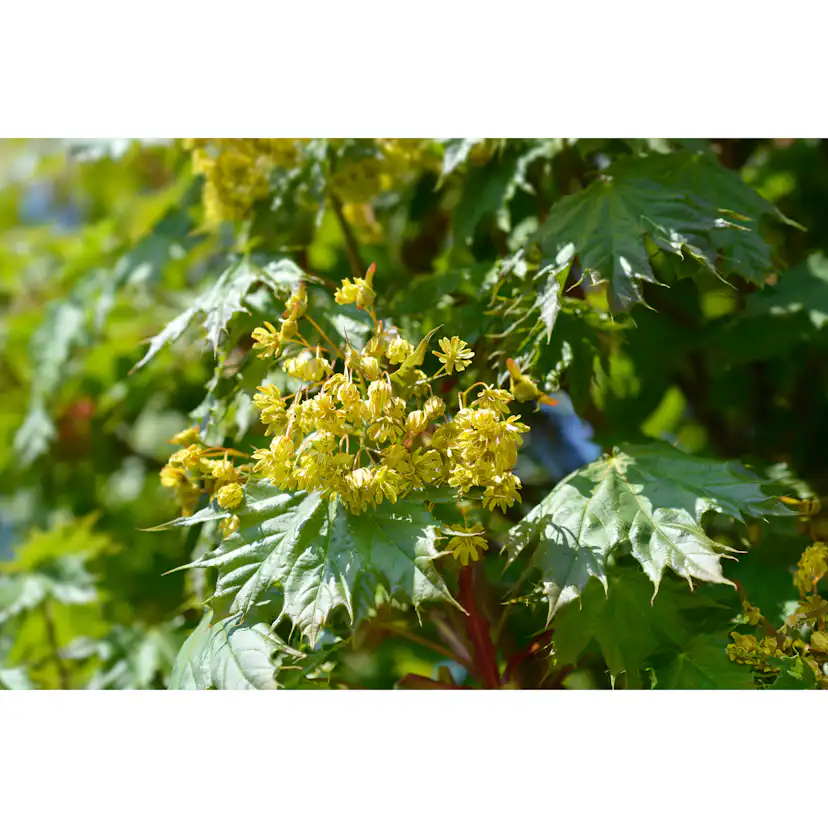 Prydnadsträd Omnia Garden Klotlönn, Grönt Lövverk & Gul Blomning, 8-10cm