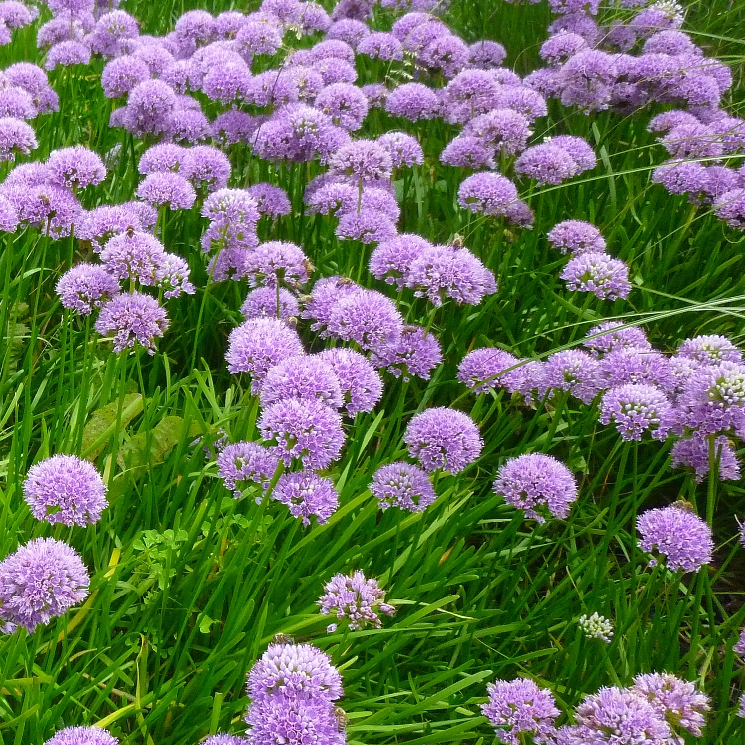 Perenn Omnia Garden Trädgårdskantlök Millinium