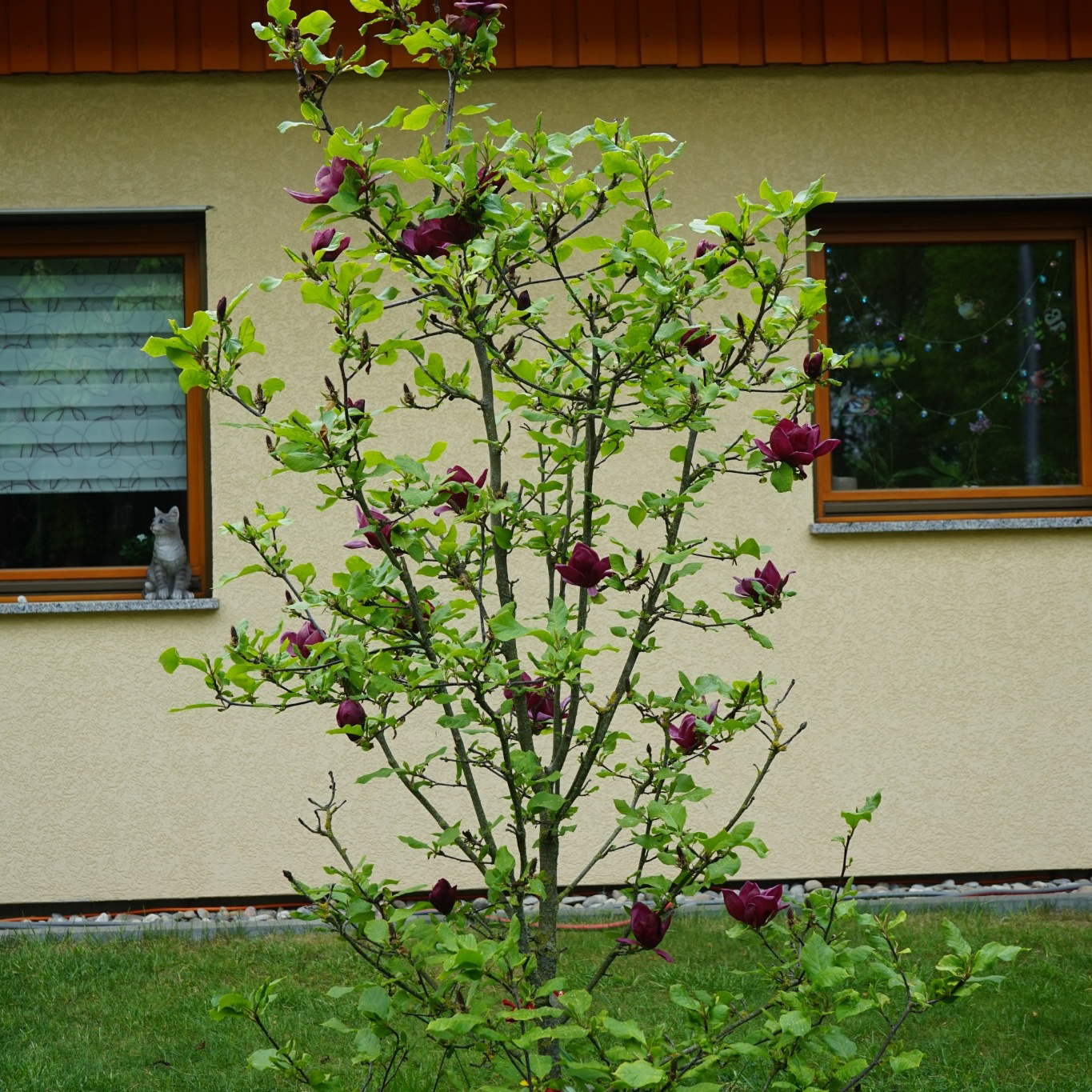 Prydnadsbuske Omnia Garden Rosenmagnolia Genie 80-100 cm