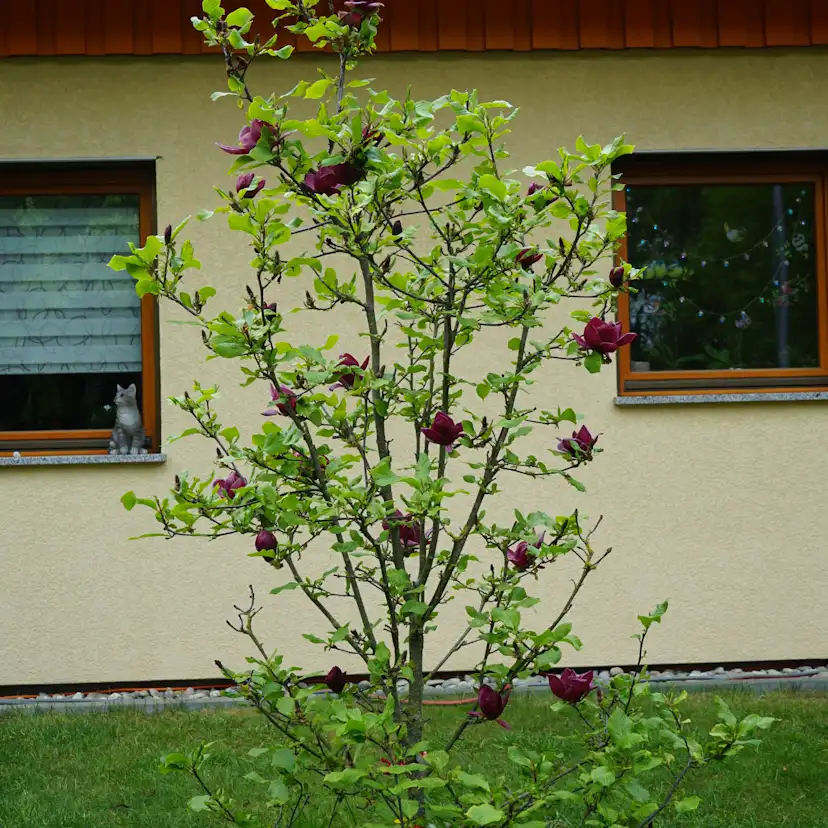 Prydnadsbuske Omnia Garden Rosenmagnolia Genie 80-100 cm