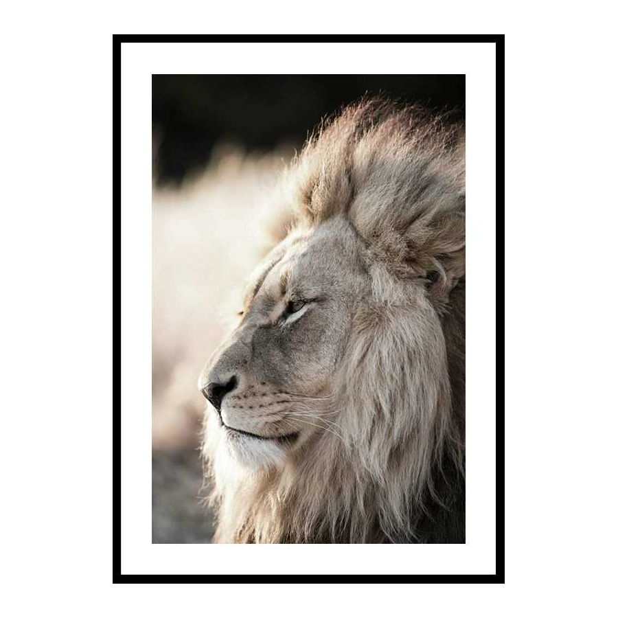 Poster Gallerix Male African Lion