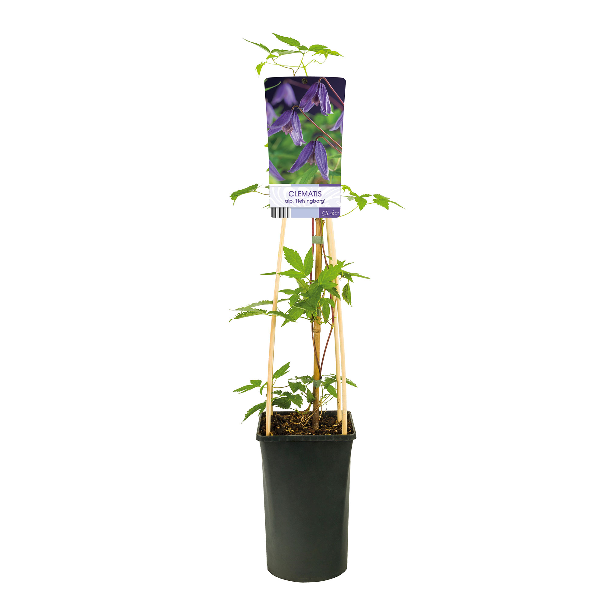 Klätterväxt Klematis Omnia Garden Helsingborg 40-60 cm