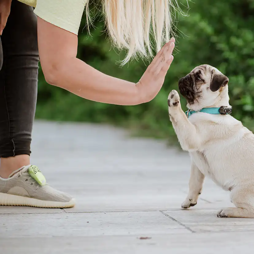 Fästingskydd TICKLESS Mini Hund Radie 2,5 m