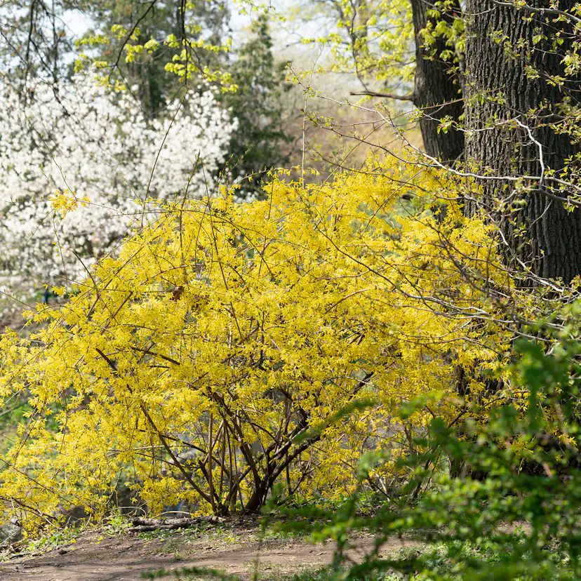 Prydnadsbuske Omnia Garden Prydnadsbuske Hybridforsythia 125-150cm