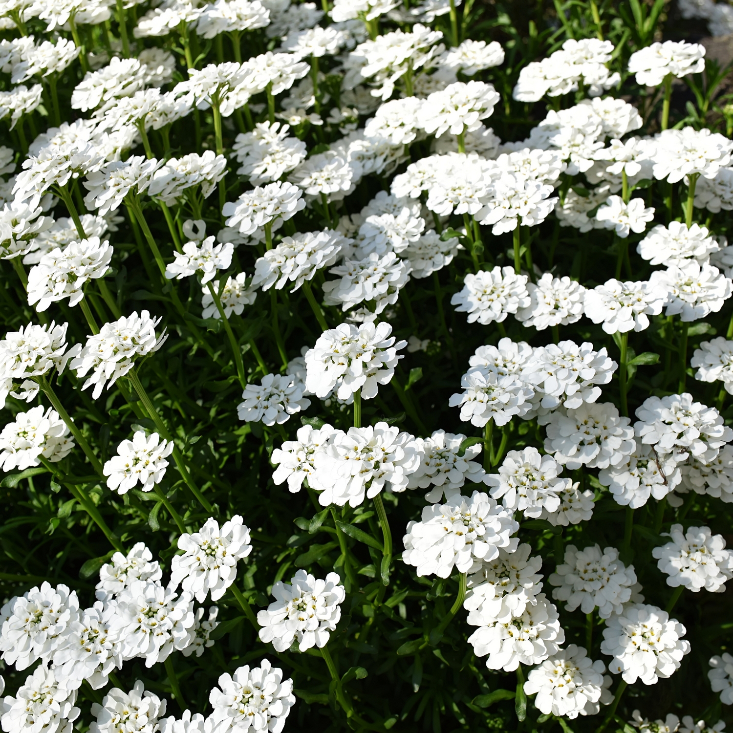 Vinteriberis Omnia Garden Schneeflocke