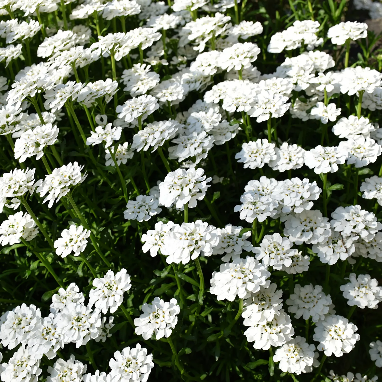 Vinteriberis Omnia Garden Schneeflocke