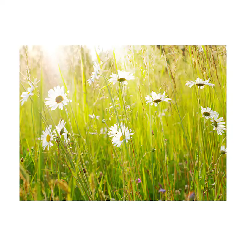 Fototapet Arkiio Daisy Field