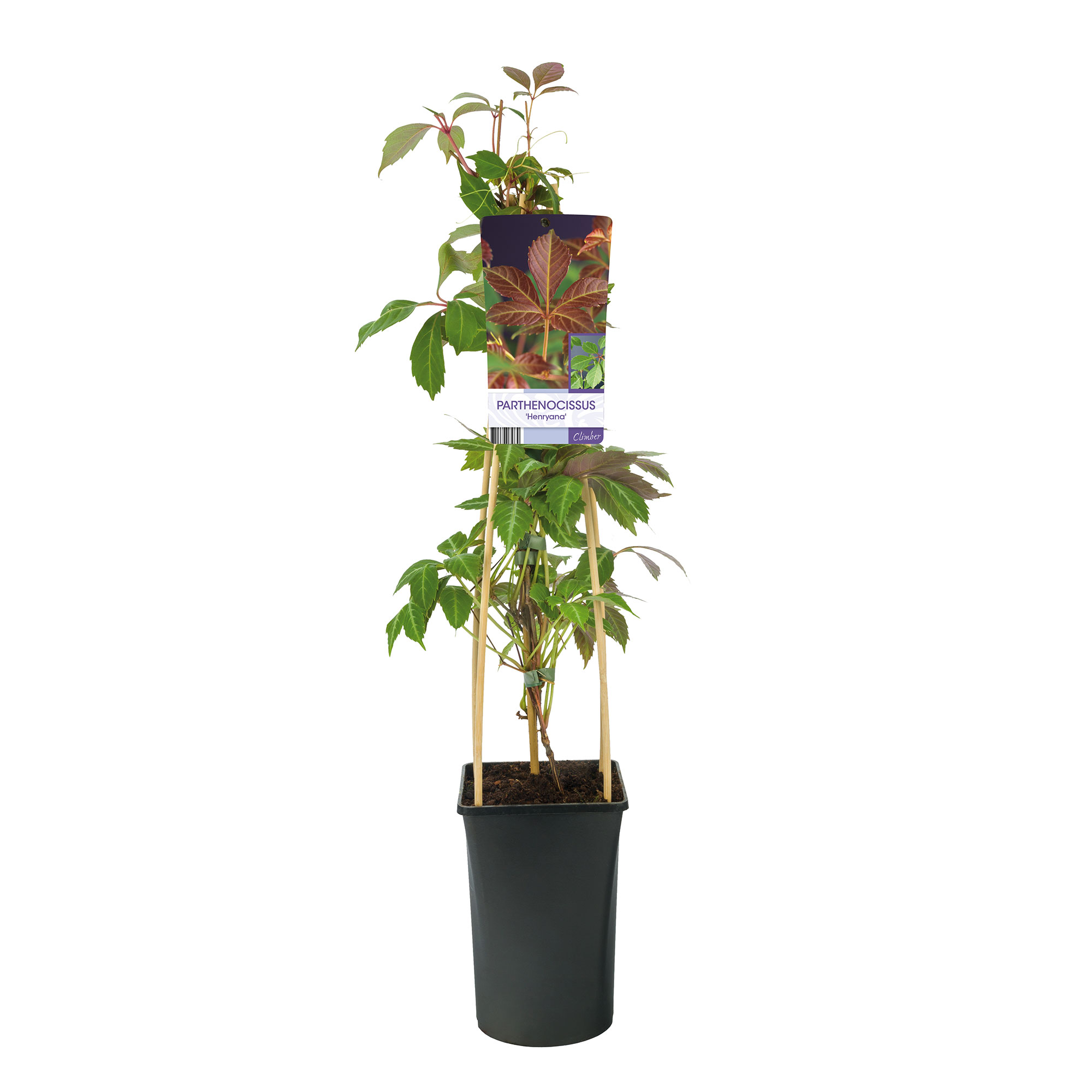 Klätterväxt Kinavildvin Omnia Garden 40-60 cm