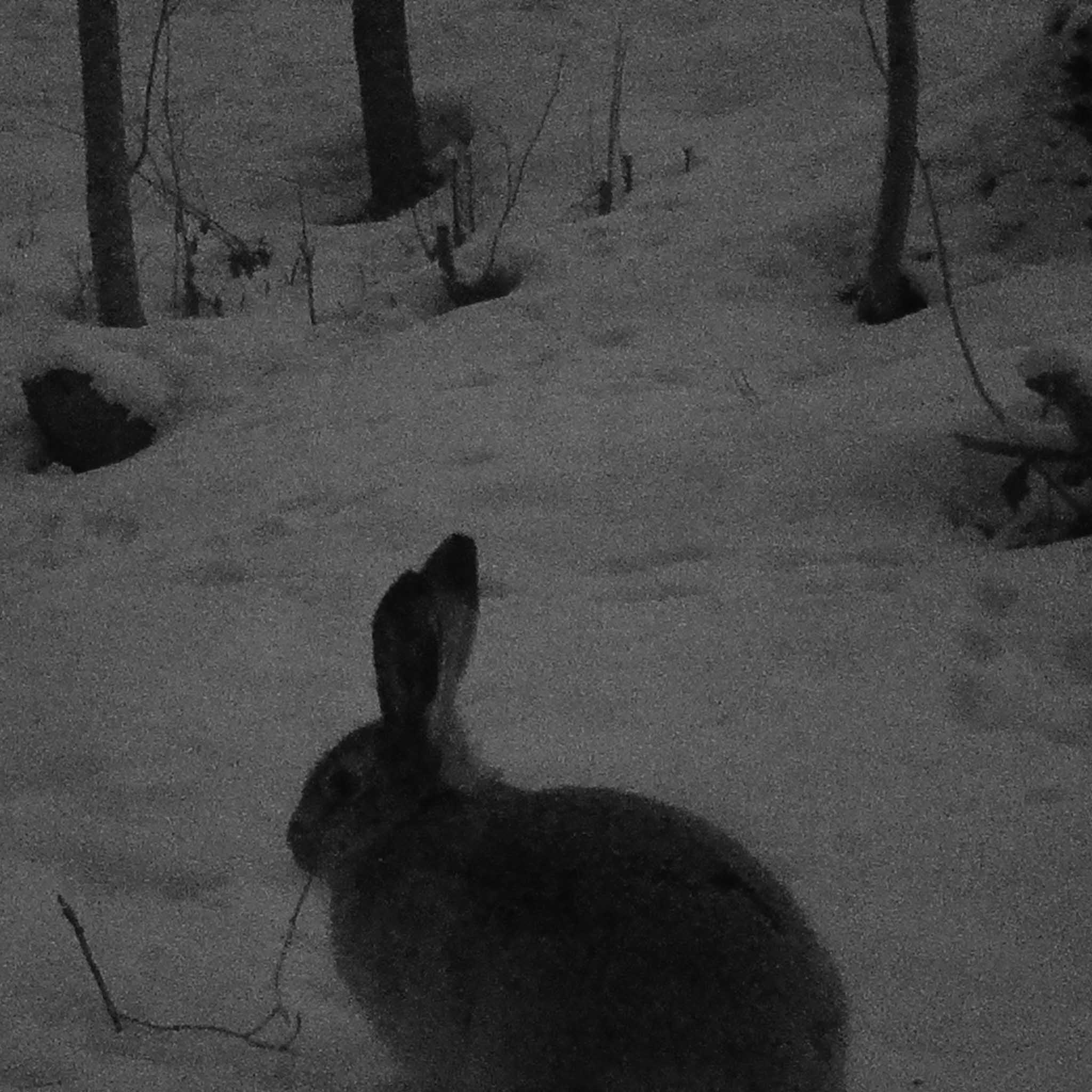 Åtelkamera Trekker Premium Sändande 4G LTE