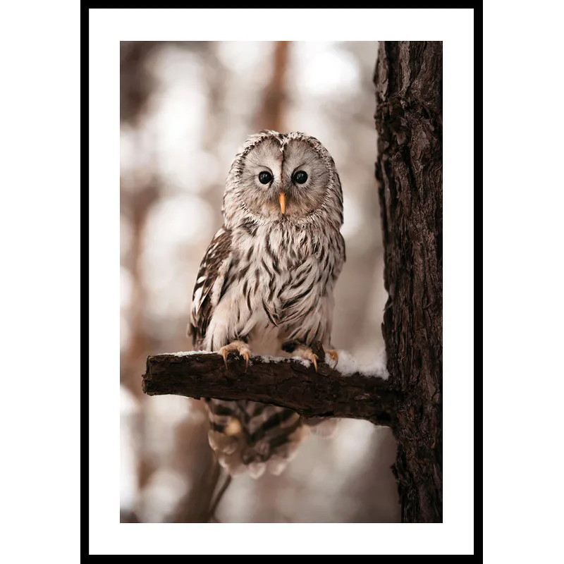 Poster Gallerix Owl