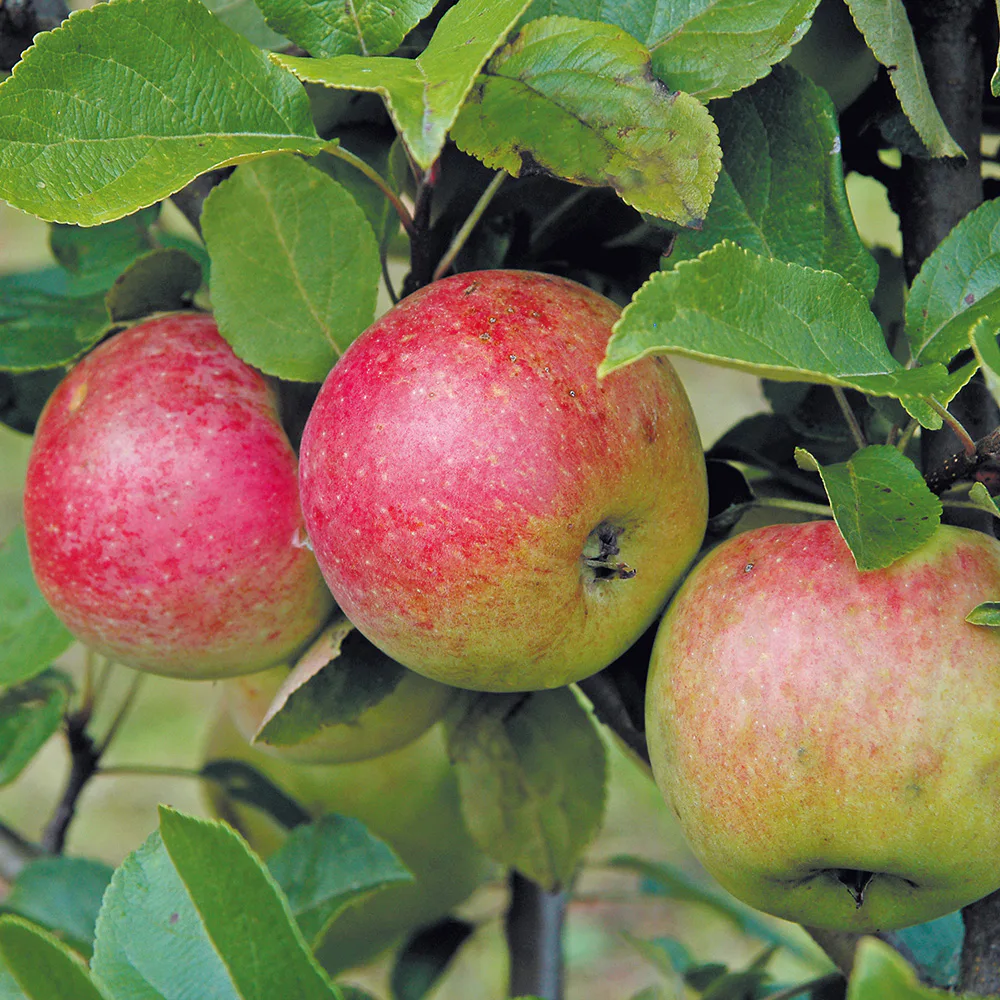 Fruktträd