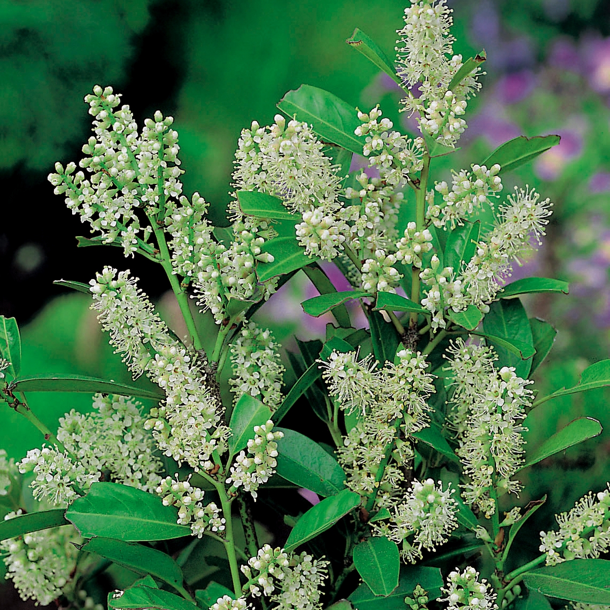 Prydnadsträd Omnia Garden Lagerhägg 'Mano' 80-100 cm - Vintergrönt & Doftande Blommor