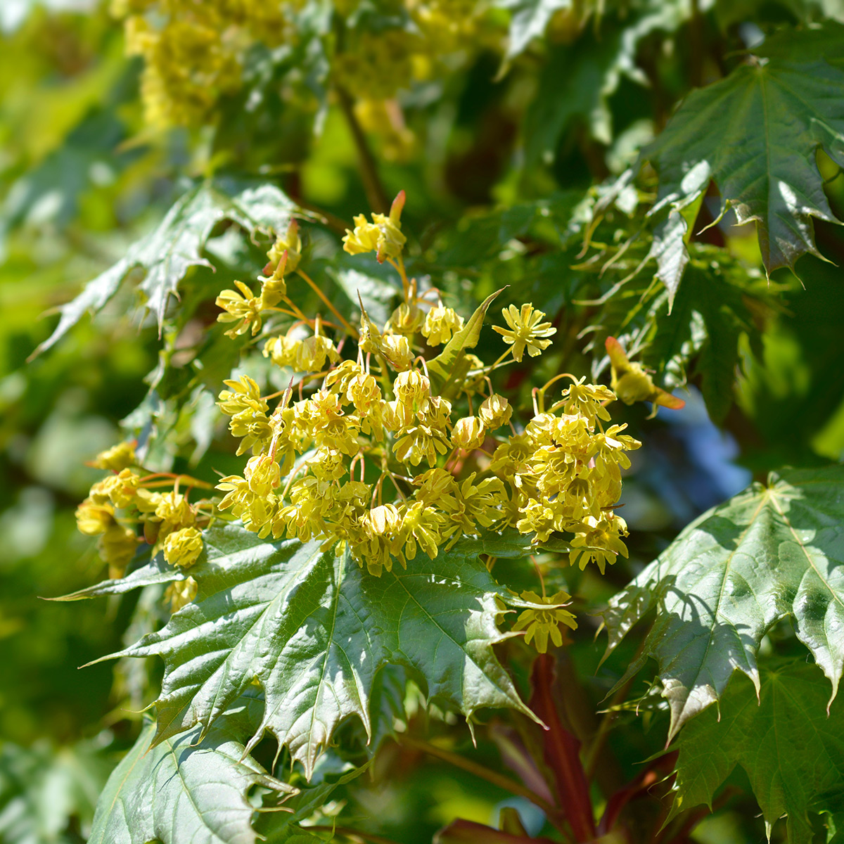 Prydnadsträd Omnia Garden Klotlönn, Grönt Lövverk & Gul Blomning, 8-10cm