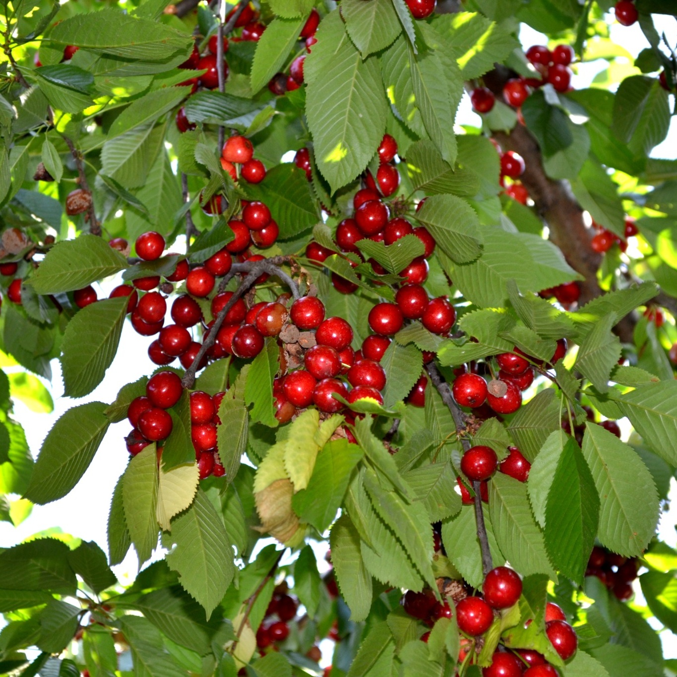 Körsbärsträd Omnia Garden Prunus Avium Sunburst