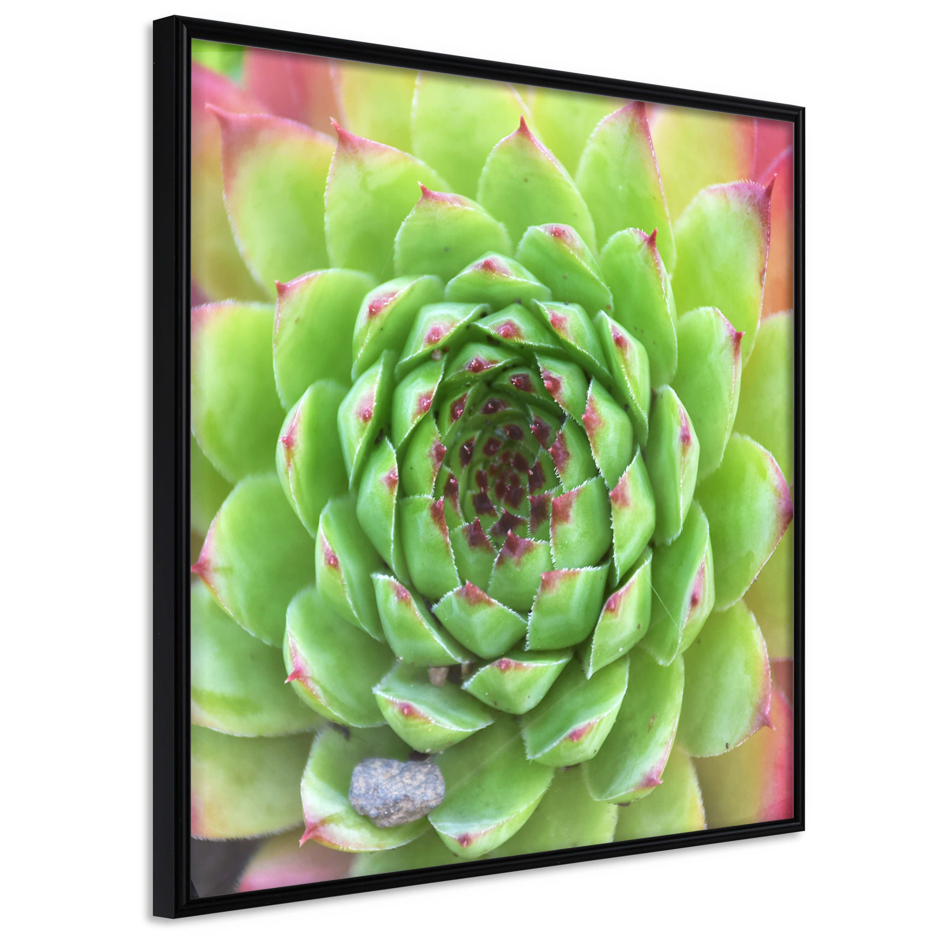 Affisch - Succulent (Square) [Poster] 30x30 Svart ram, 30x30 cm