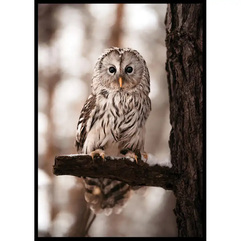 Poster Gallerix Owl