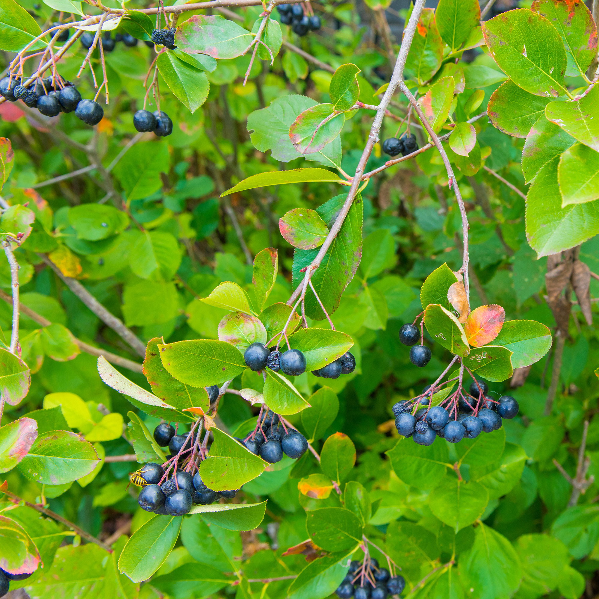 Buske Omnia Garden Slånaronia Elata 20-40 cm Krukodlade