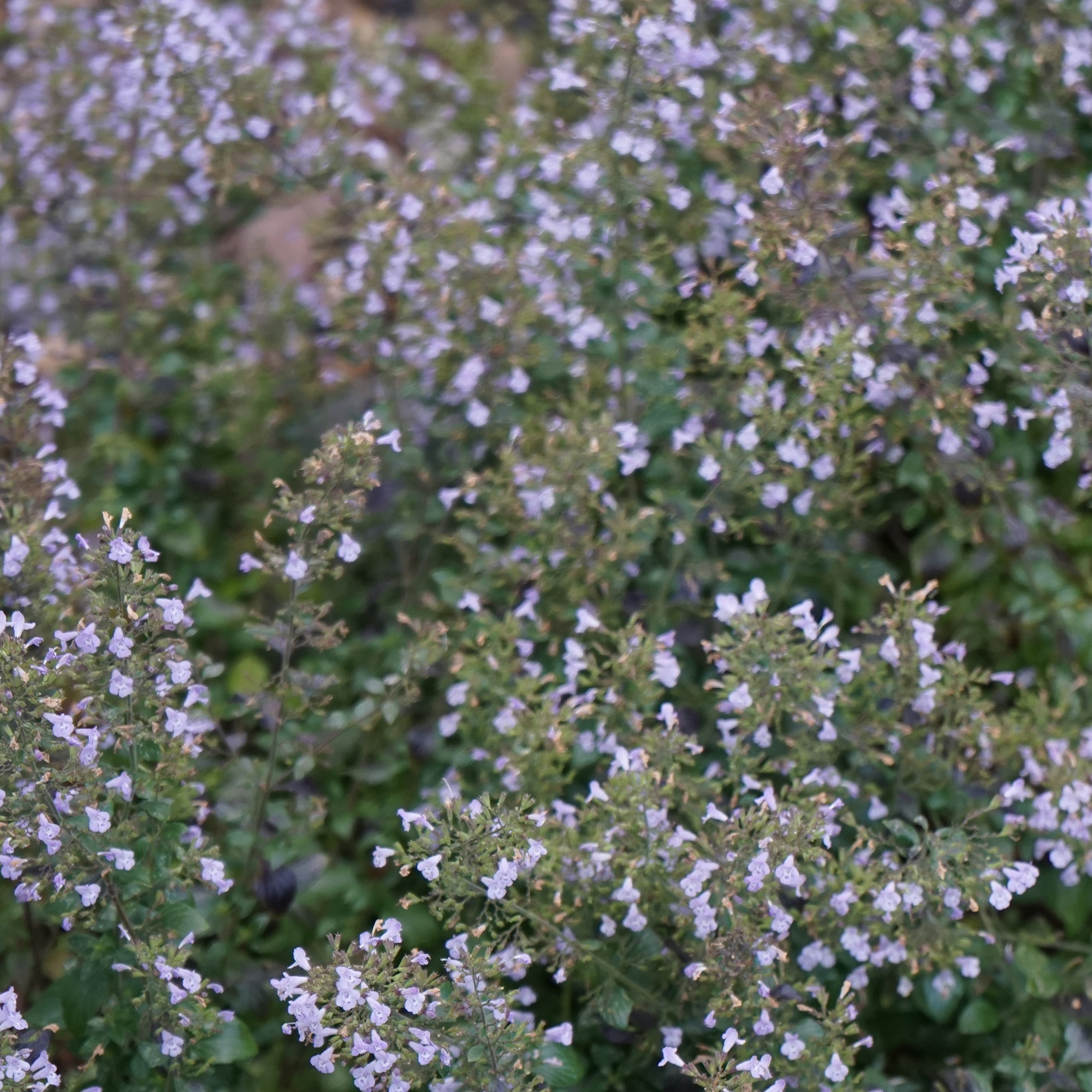 Perenn Omnia Garden Stenkyndel