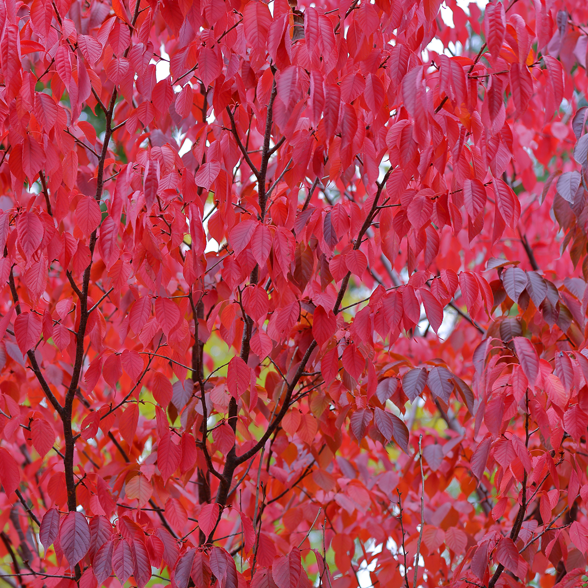Bergkörsbär Omnia Garden Japanskt Prydnadsträd 300-400 cm, Rosa/Mörkröd Blomning, Alleträd, Högstamsträd