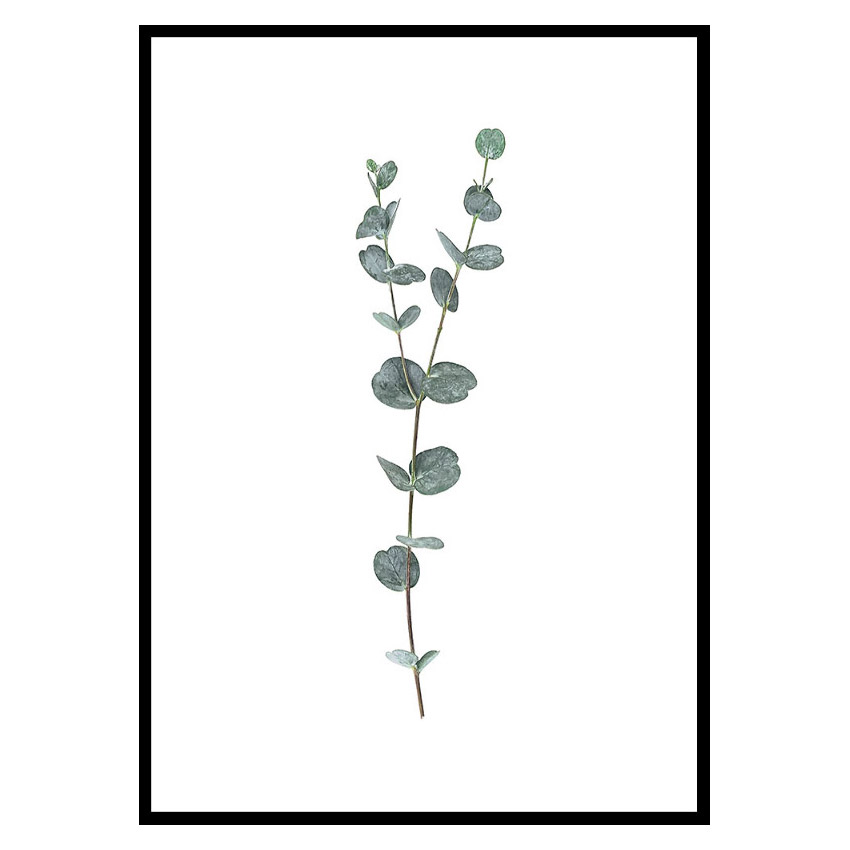 Poster Gallerix Eucalyptus No2