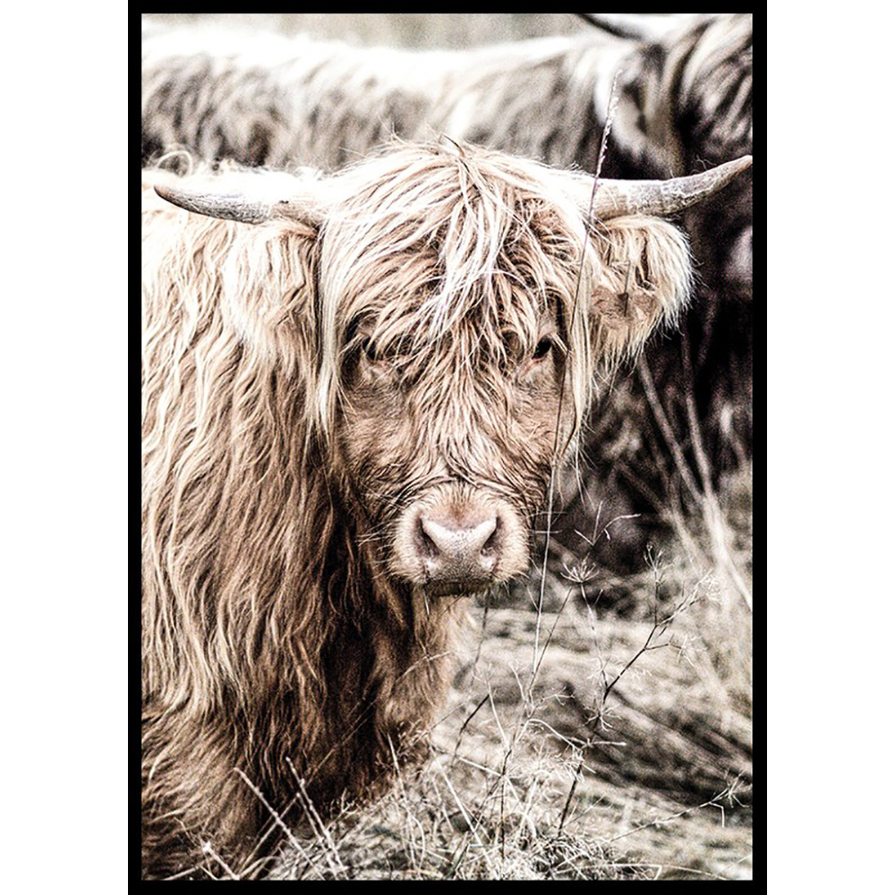 Poster Gallerix Cow Up Close