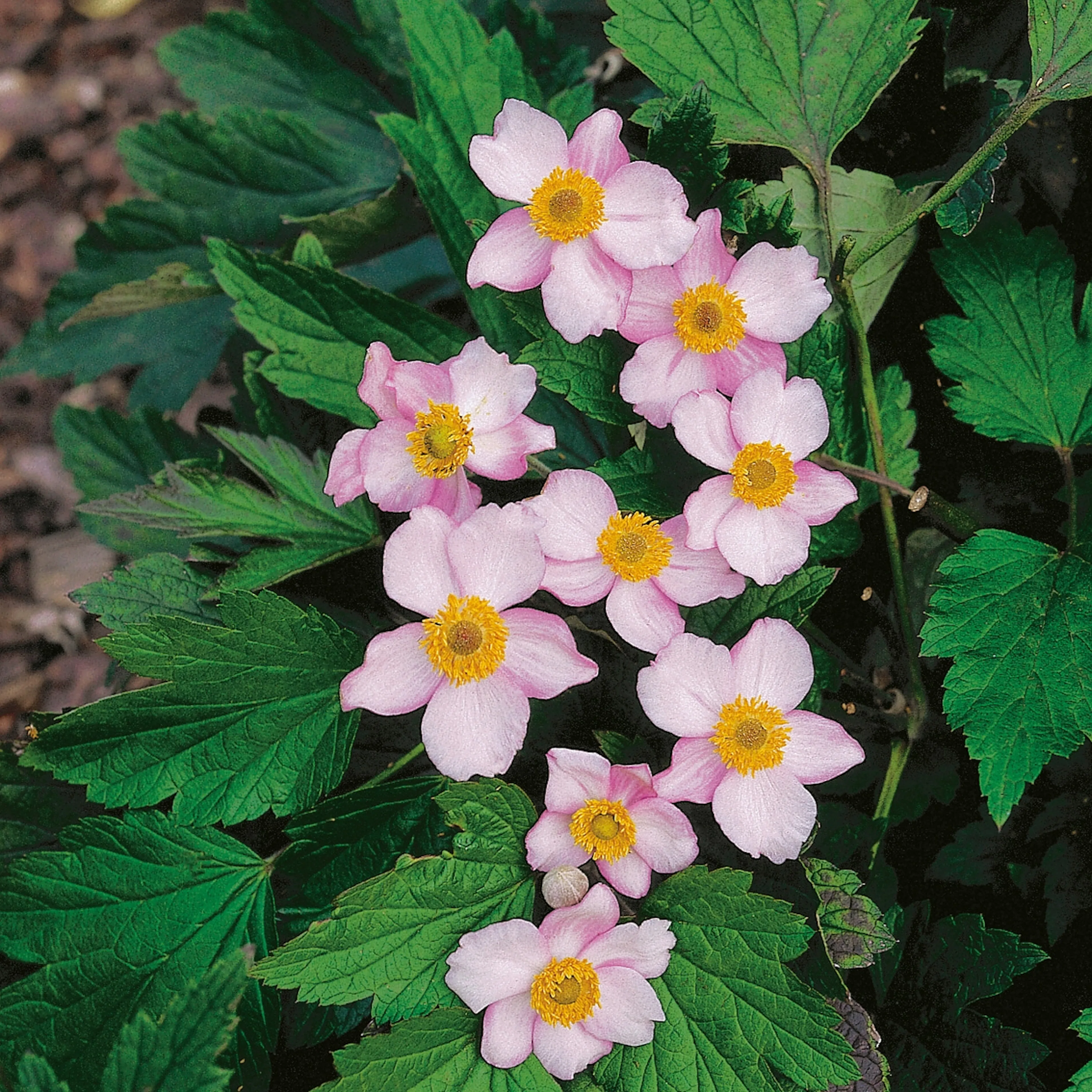 Perenn Omnia Garden Höstanemon Robustissima