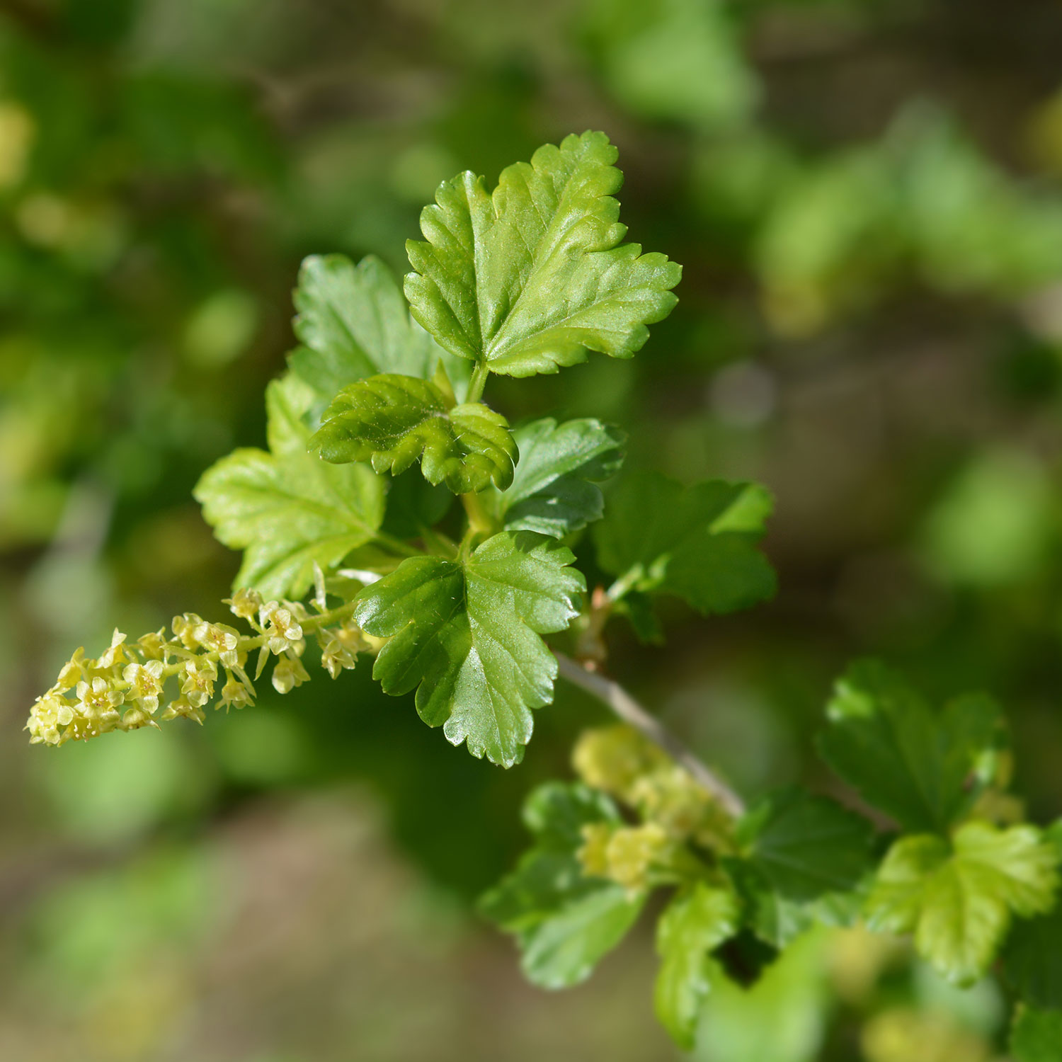 Häck Måbär Omnia Garden Schmidt 50-70cm 4-5 Grenar