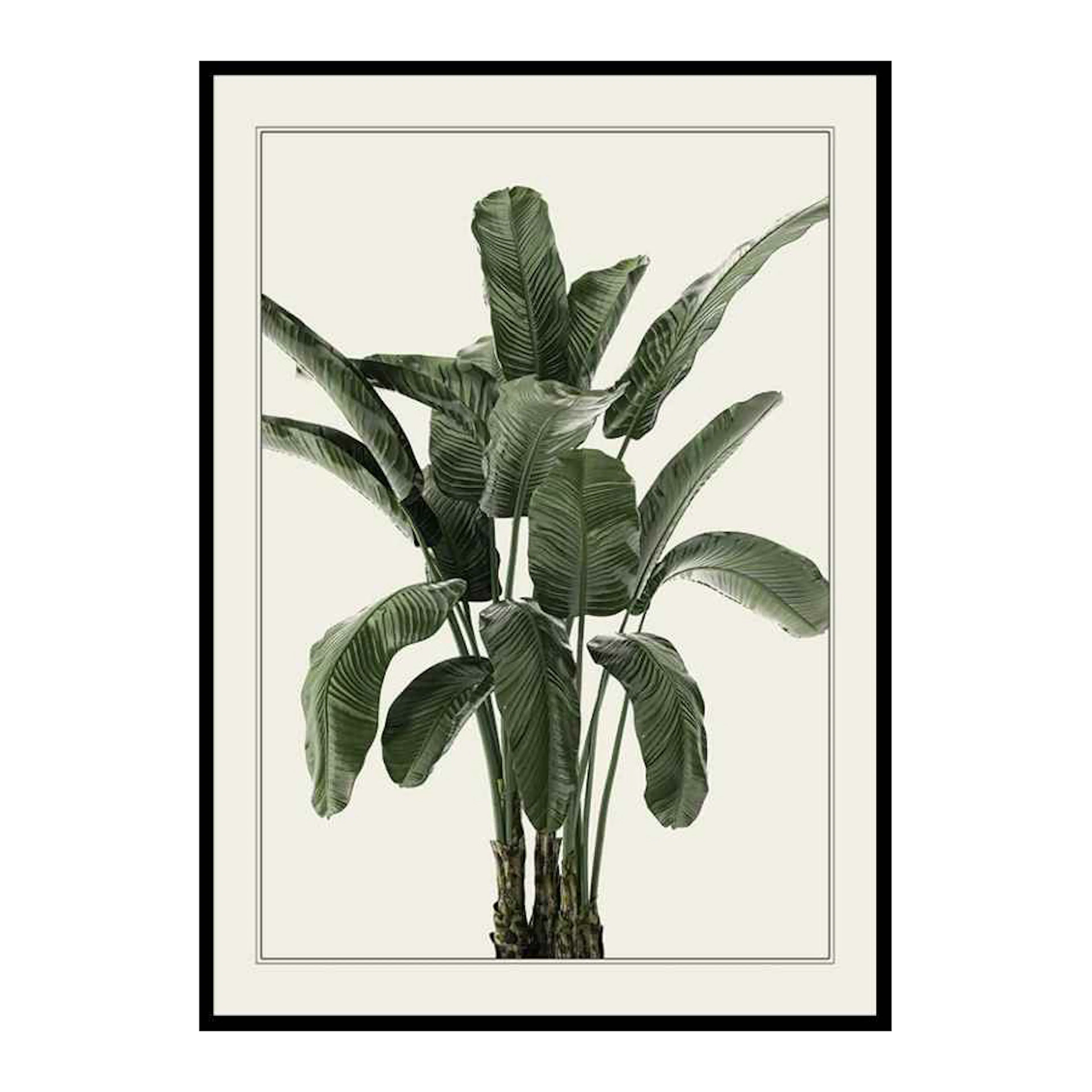Banana Palm 30x40 cm